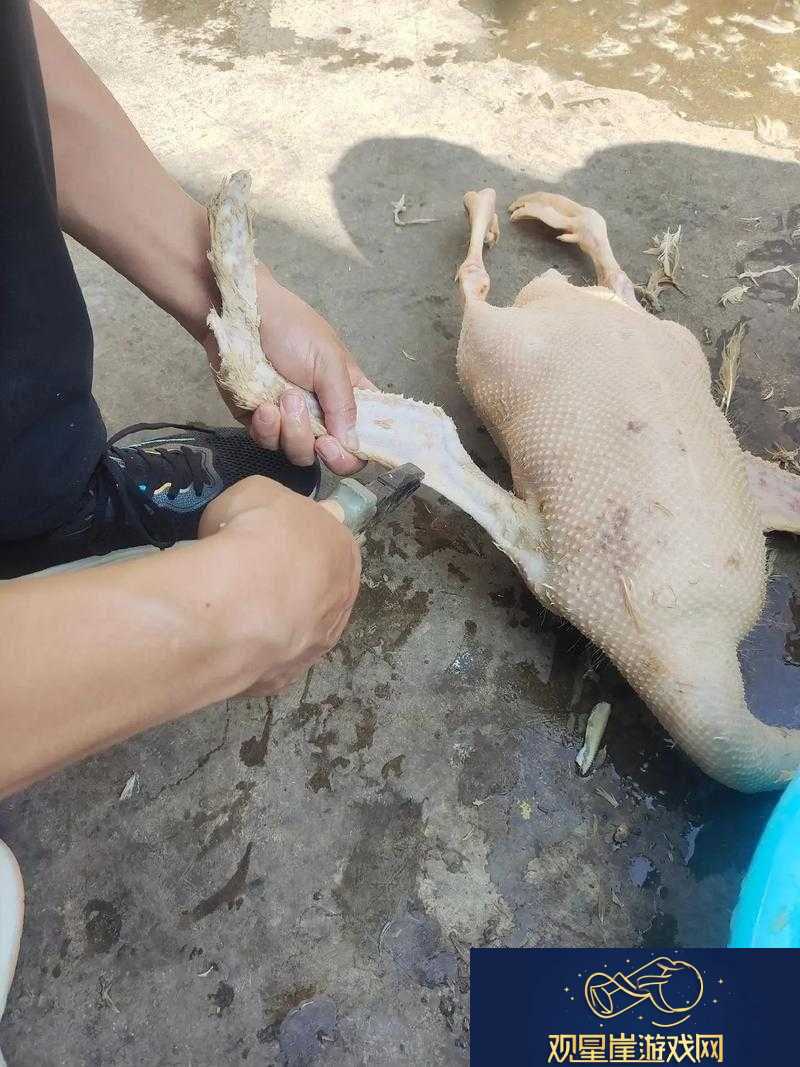 鹅鸭杀呆呆鸟制胜策略及胜利条件详解