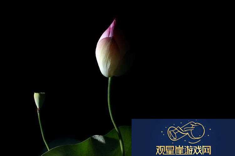 “夜莲潮开时髦翻涌