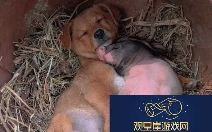 精品人or猪or狗的DNA