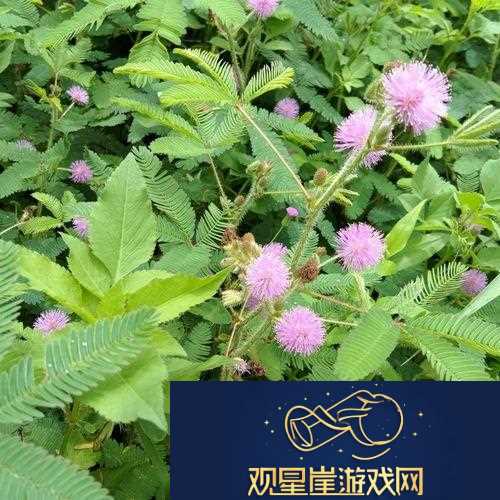 含羞草的茎