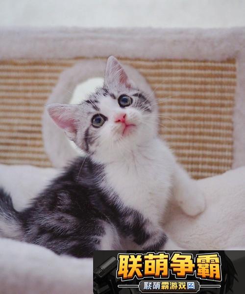 喵星科技
