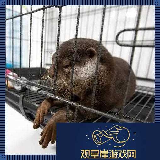 养宠新潮流